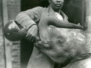 Giovane elefante africano Kiberenge che beve con Darisha mentre Syed Ali osserva sullo sfondo, Zoo di Londra, settembre 1923